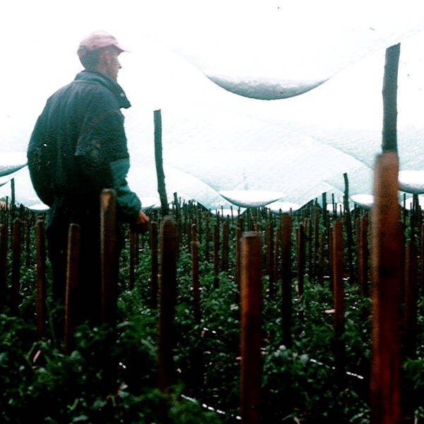 Kod kooperanta Dragiše Đurića iz Alabane kod Blaca protivgradna mreža je sačuvala proizvodnju hibridnog semena paradajza.
