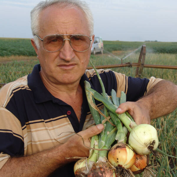 Dr Ivo Đinović sa prvim srpskim hibridom crnog luka Kolos F1.