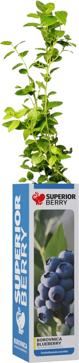 Borovnica – superior-berry