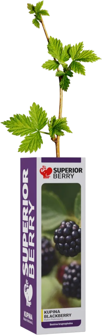 Kupina LOCH NESS – superior-berry