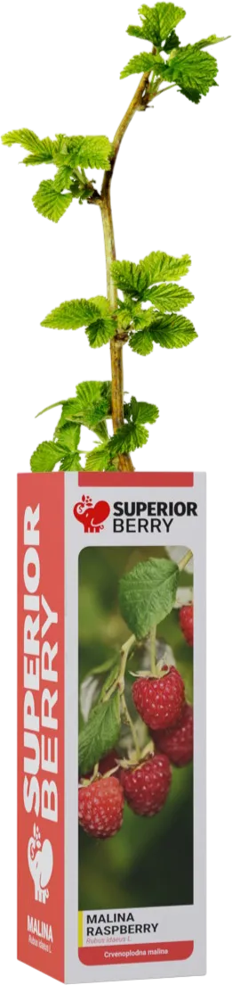 Malina – superior-berry