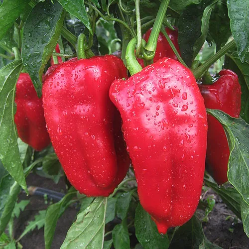 Profesionalna proizvodnja povrća — Gospođinci — fotografija 1