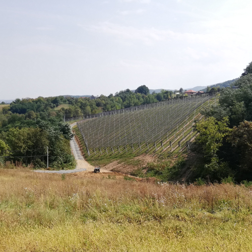 Zasad borovnice — Gračac — fotografija 1