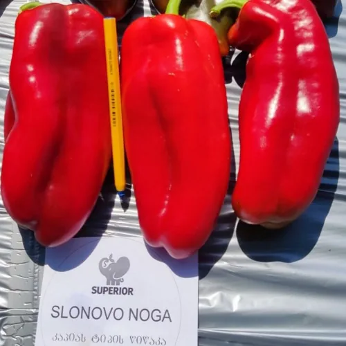 Superior Seeds partneri — Gruzija — fotografija 3