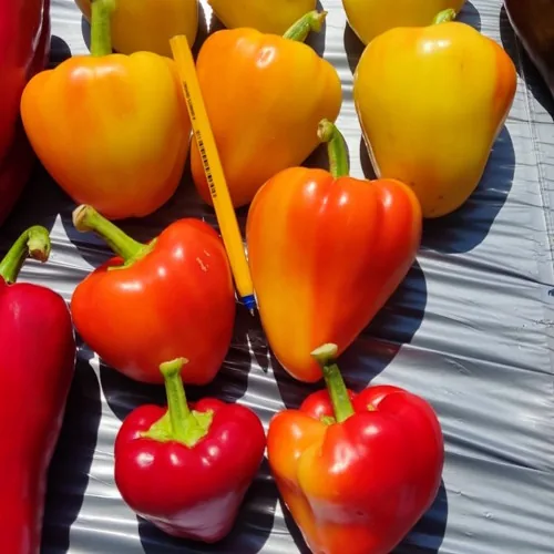 Superior Seeds partneri — Gruzija — fotografija 4