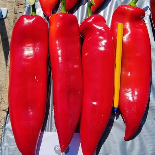 Superior Seeds partneri — Gruzija — fotografija 5