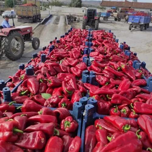 Paprika u proizvodnji — Izmir, Turska — fotografija 1