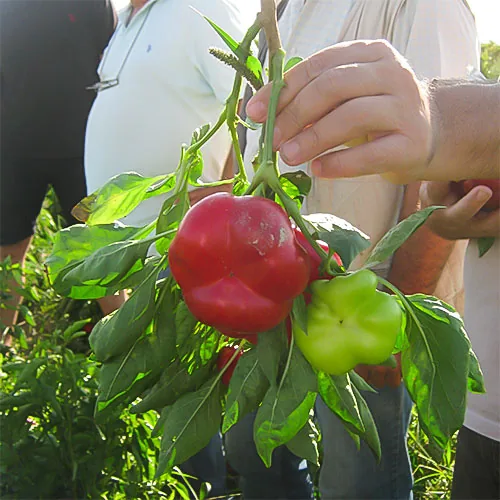 Paprika u proizvodnji — Izmir, Turska — fotografija 6