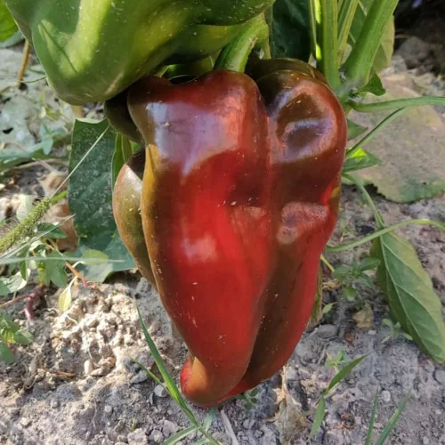 Paprika u proizvodnji — Izmir, Turska — fotografija 10