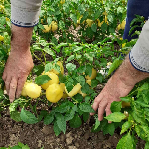 Superior paprika u proizvodnji — Kosovo