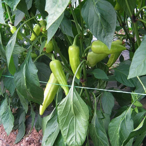 Superior paprika u proizvodnji — Kosovo — fotografija 3