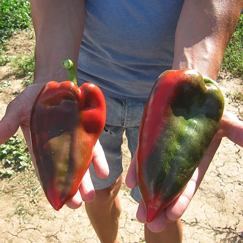 Superior Seeds partneri — Plovdiv, Bugarska — fotografija 3