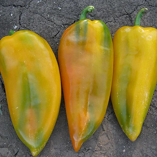 Superior Seeds partneri — Plovdiv, Bugarska — fotografija 8