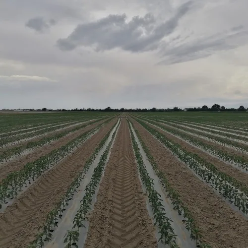 Superior Seeds partneri — Plovdiv, Bugarska — fotografija 12