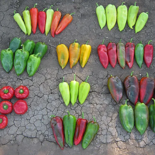 Superior Seeds partneri — Plovdiv, Bugarska — fotografija 13