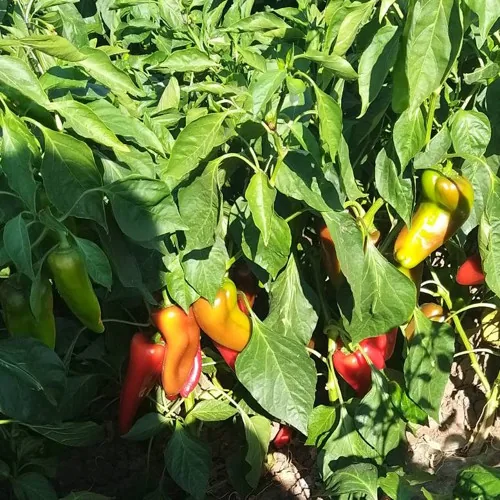 Superior Seeds partneri — Rusija — fotografija 2