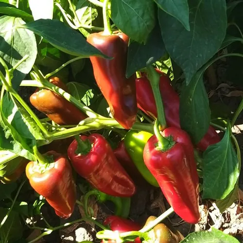 Superior Seeds partneri — Rusija — fotografija 4