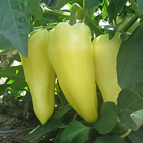 Superior Seeds partneri — Rusija — fotografija 6
