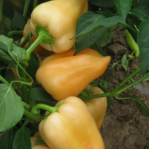 Superior Seeds partneri — Rusija — fotografija 12