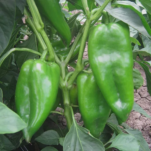 Superior Seeds partneri — Rusija — fotografija 22