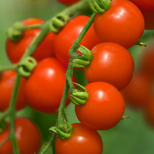 Cherry Belle — fotografija proizvoda 1
