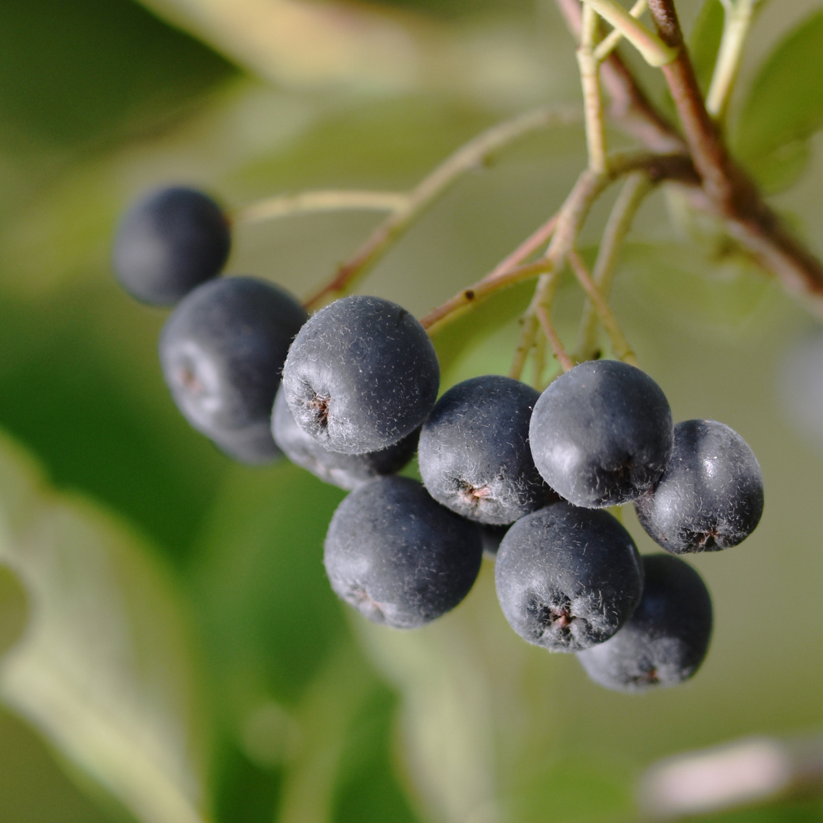 Aronija NERO — fotografija proizvoda 1