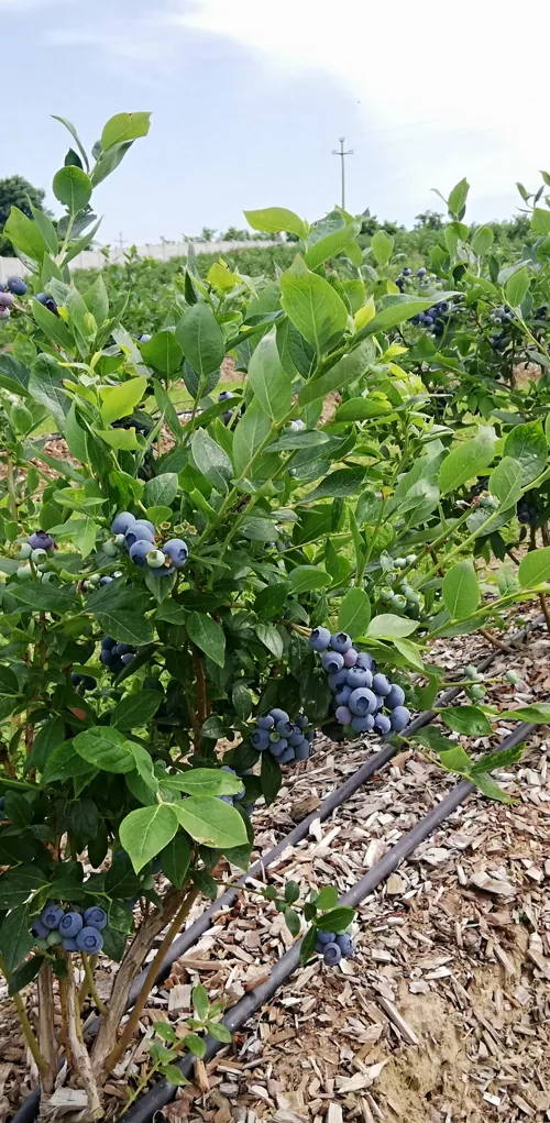 Sistem cevi za navodnjavanje zasada borovnice
